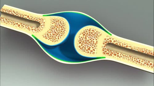 3D Animation of a Healthy Human Joint Anatomy