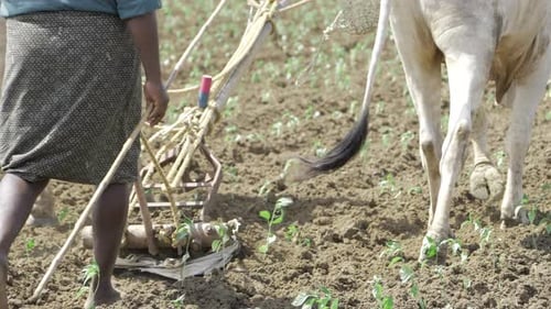 Von Büffeln gepflügte Felder — Alte landwirtschaftliche Praktiken mit einem modernen Twist
