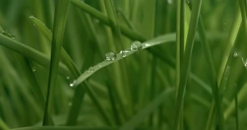 Green grass close-up raindrops slowly falling on the grass.