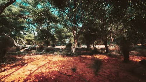 Trees and Stones in Australian Desert