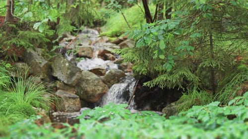 A small stream cascades over the moss-covered rocks in the lush green summer forest. Parallax video,