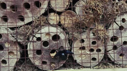Bee In Its Nest In A Wooden Hole 1