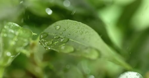 Nahaufnahme von Regentropfen in Superzeitlupe. Regen tropft auf die grünen Blätter der Pflanze
.