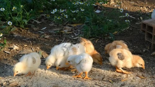 Baby Chicks Pecking in Rural Environment