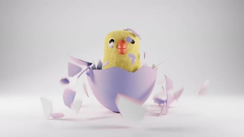 Fluffy Little Chick Hatched From Easter Egg on White Background Happy Easter Little New Born Chick