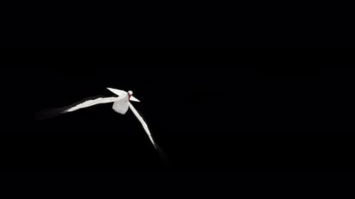 White Stork Bird - Flying Over Screen Transition - II - Alpha Channel - 4K