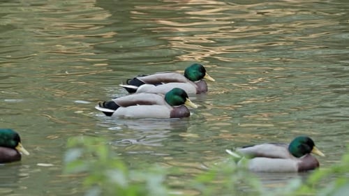 Mallard duck on a pond waving its wings.