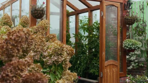 Greenhouse with Hydrangeas in a Tranquil Garden Setting
