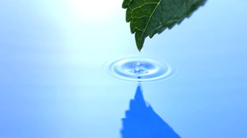 Water droplet falls from leaf creating ripples in a lush pool of green water