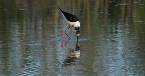 Schwarzflügelstelze (Himantopus himantopus), Camargue, Frankreich