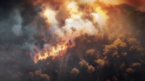 Forest Fire Burn Background 4k Loop