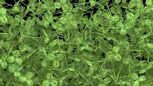 Übergang zum St. Patrick-Day mit fallender grüner Blume