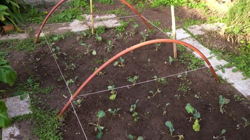 Organic Vegetable Crops Growing On Fertile Soil At The Backyard. high angle
