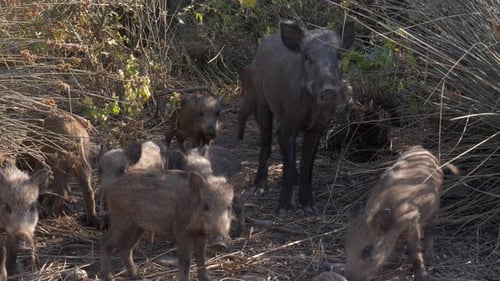Wildschweine