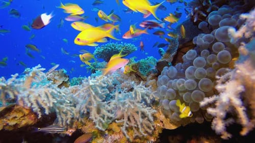 Underwater Coral Reef Thriving with Colorful Fish