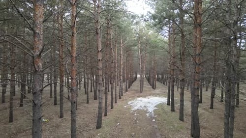 forêt aérienne, automne