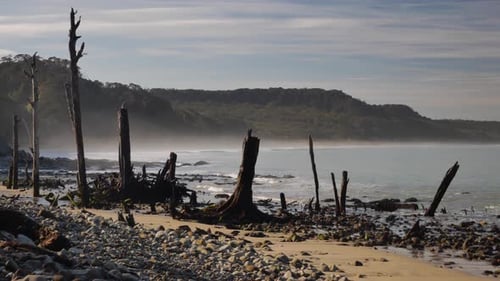 Pan across misty, rocky ocean beach with standing dead wood trees