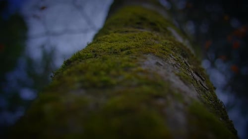 Nahaufnahme eines moosbewachsenen Baumstamms in ruhiger natürlicher Umgebung
