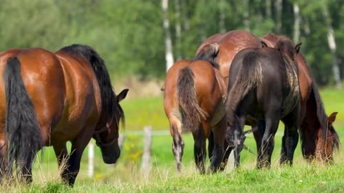 A group of horses standing together in a grassy field, some facing away from the camera