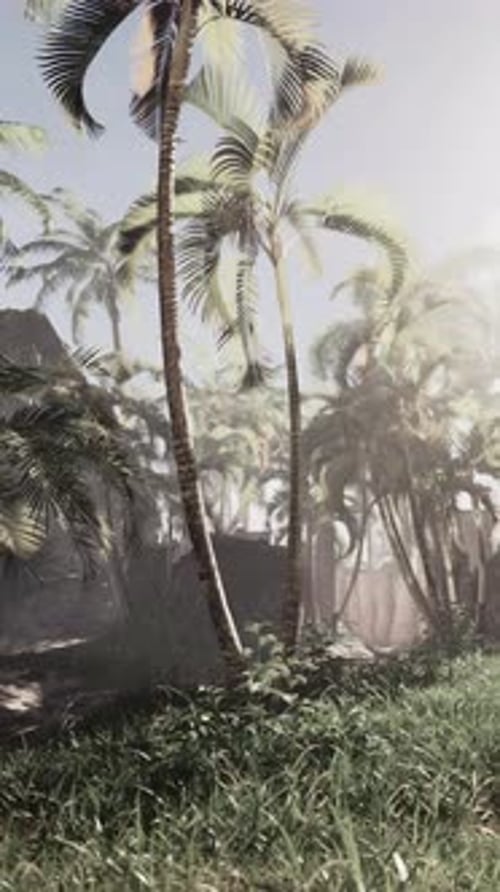 Sunlit Palm Trees in Tropical Forest at Dawn