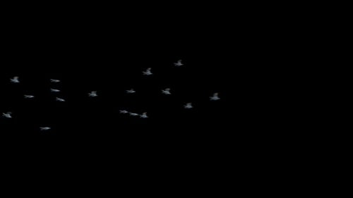 Animated Flock of Birds Flying Transition