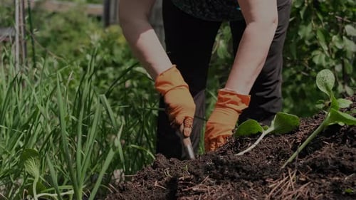 Planter dans le jardin Une femme âgée plante des pousses de citrouille dans le sol