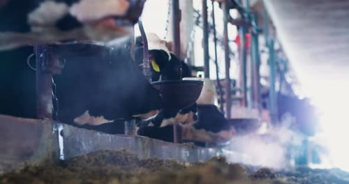 Cows Eating Feed in Farm Barn