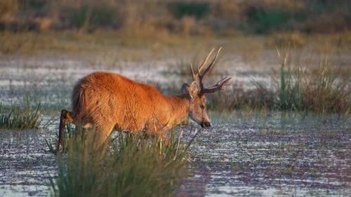 Buck grazes in muddy wetland, slow motion head turn profile