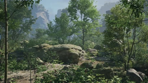 A Forest Filled with Lots of Rocks and Trees