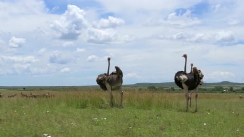 Ostrich running in slow motion on a grassy field against a cloudy blue sky in Kenya