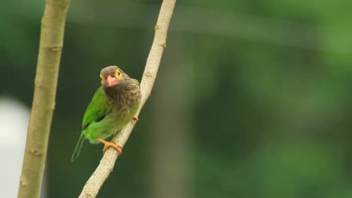 Breathtaking And Beautiful View Of Brown Headed Barbet