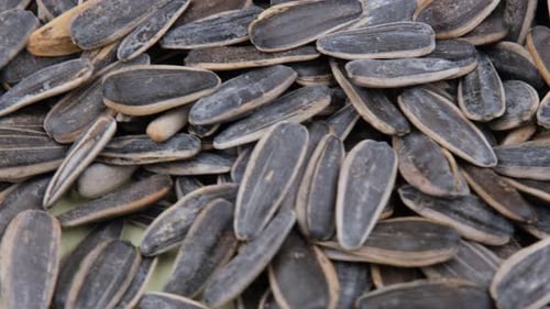 Pile of Dried Sunflower Seeds Close Up
