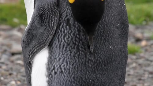 Close Up of Penguin Preening Feathers