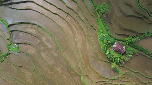 Aerial view over the beautiful rice terrace