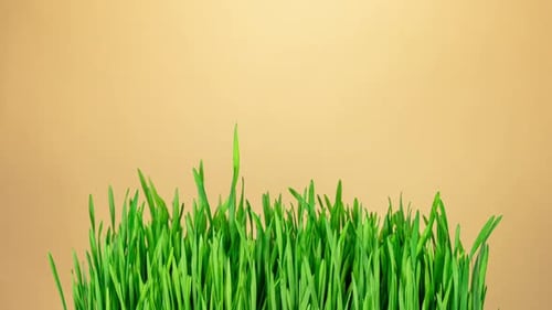 Wheat Sprouts Grow Fast in Time Lapse on an Orange Background. Microgreens Seedling Leaves Growing