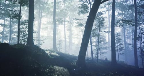 Mysterious Forest with Fog and Soft Light Filtering Through Trees
