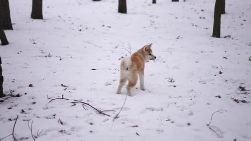 Wide Shot Winter Forest Meadow with White Snow and Curious Dog Looking Around Running Away Leaving