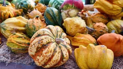 Close-up of colorful ornamental gourds