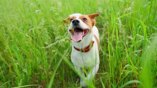 Jack Russell Grass Run