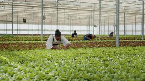 People Tending Crops Inside a Greenhouse