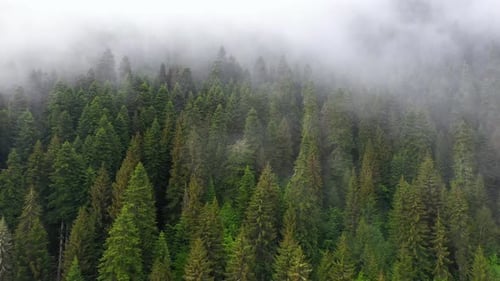 Aerial reveal of misty forest, fog over conifer trees, 4K landscape
