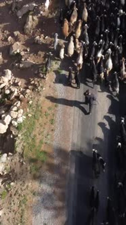 Aerial View of Sheep Herding in Rural Area