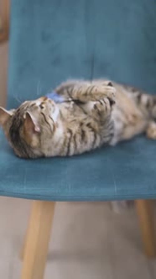Cat Play Vertical UGC Video of a Lazy Cat with Toys in a Living Room
