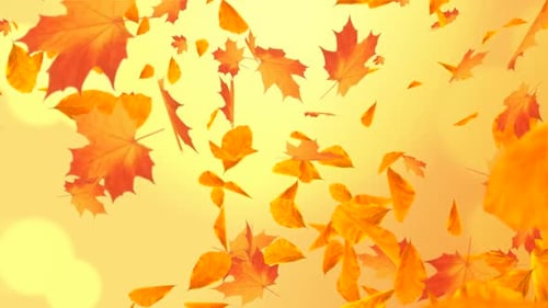 Seamless Looping Background of Warm Autumn Leaves Falling