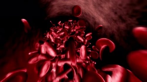 Seamless Loop of Red Blood Cells Flowing in a Vein