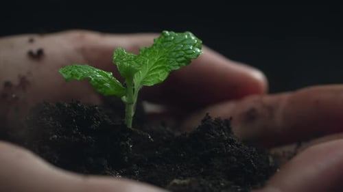 Woman Hands Holding Green Seedling Water Drops Falling on a Sprout Leaves Over Soil in Slow Motion