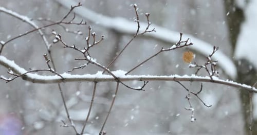 Tree branches on the background of snowfall. Flakes of snow falling down winter landscape.