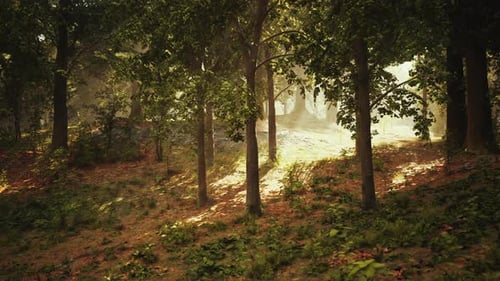 Sunlight Filtering Through Trees in Forest