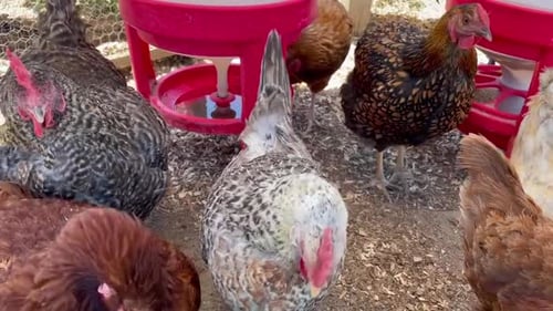 Des poulets à la ferme. Poulets assortis à l'intérieur d'un poulailler.
