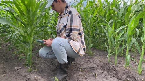 Woman Inspecting Corn Using Tablet in Rural Field
